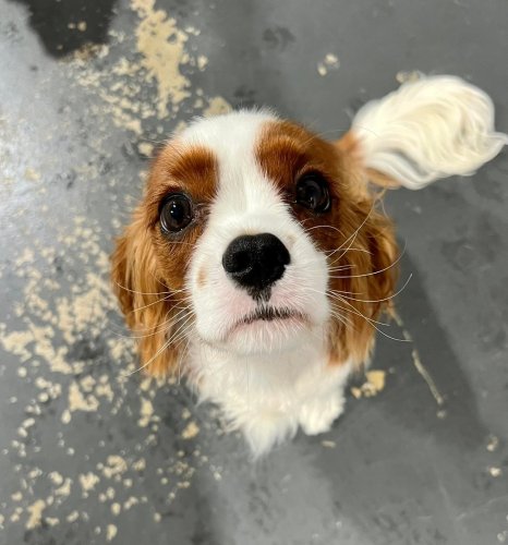 Carousel post from k9playtimedoggydaycare.