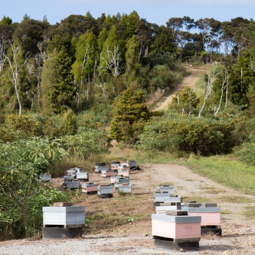 Carousel post from comvita_au.