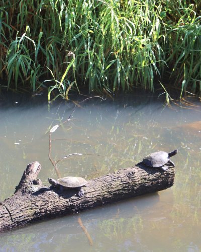 Photo post from currumbinvalleyharvest.