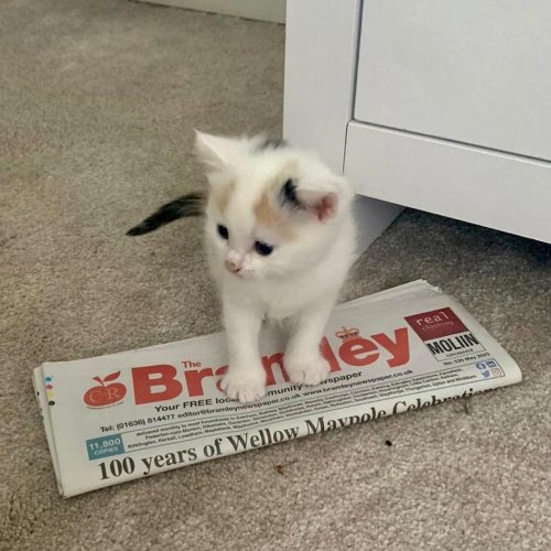 Carousel post from bramleynewspaper.