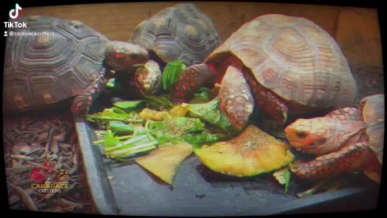 Video post from carapacecritters.