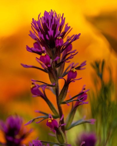 Photo post from visittucson.