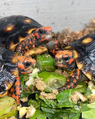 Photo post from carapacecritters.