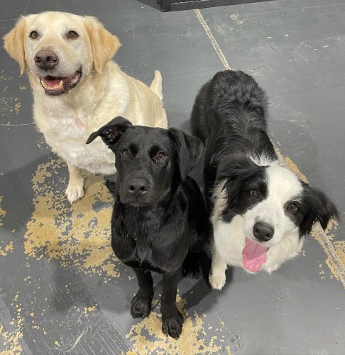 Carousel post from k9playtimedoggydaycare.