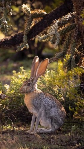Video post from visittucson.
