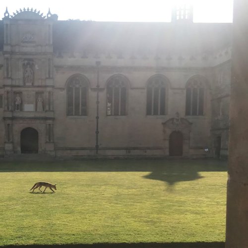 Photo post from wadhamoxford.