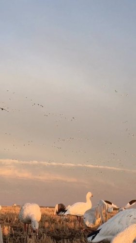 Video post from northernskiesoutfitters.