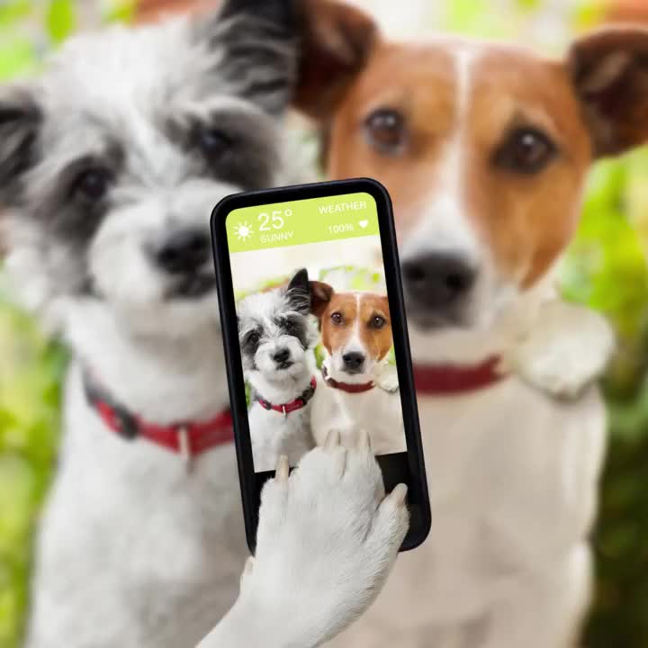 Video post from clinica_veterinaria_dourosul.