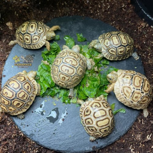 Photo post from carapacecritters.