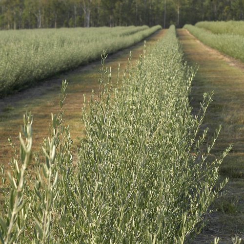 Carousel post from comvita_au.