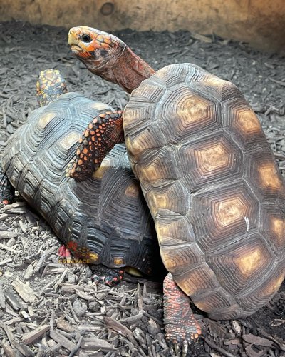 Photo post from carapacecritters.