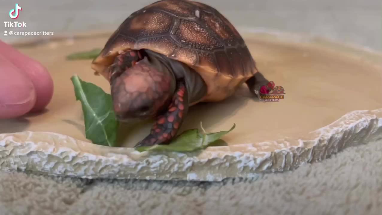 Video post from carapacecritters.