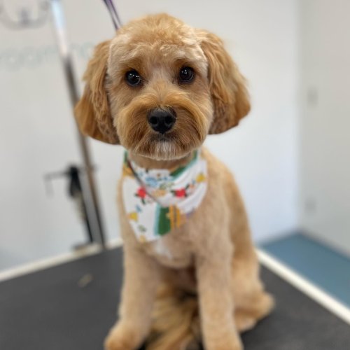 Carousel post from k9playtimedoggydaycare.