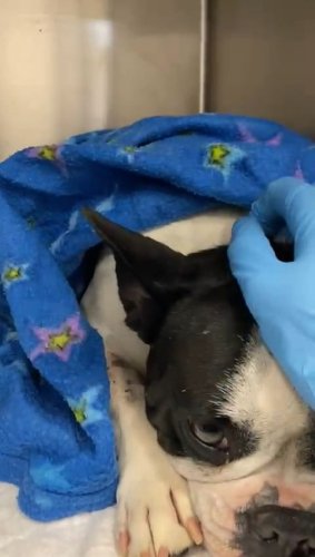 Video post from clinica_veterinaria_dourosul.