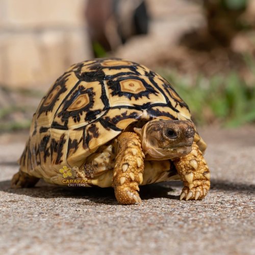 Carousel post from carapacecritters.