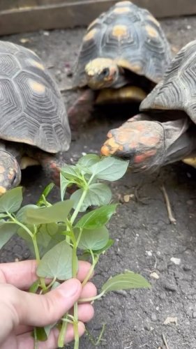 Video post from carapacecritters.