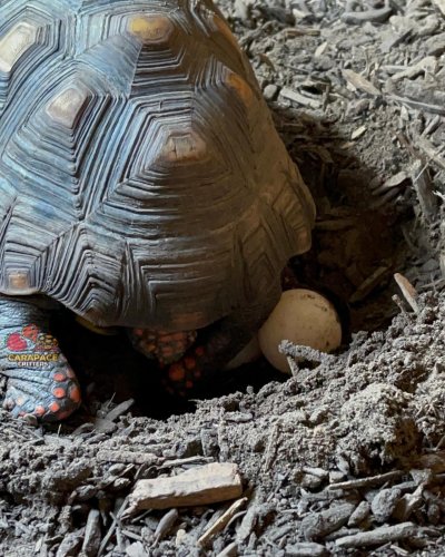 Photo post from carapacecritters.