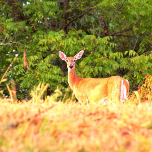 Photo post from visit_campbellsville.