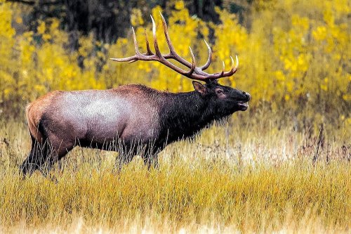 Photo post from nwfoutdoors.