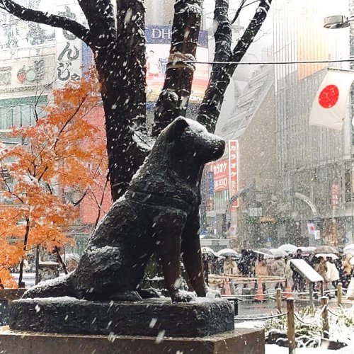 Carousel post from city_shibuya_official.