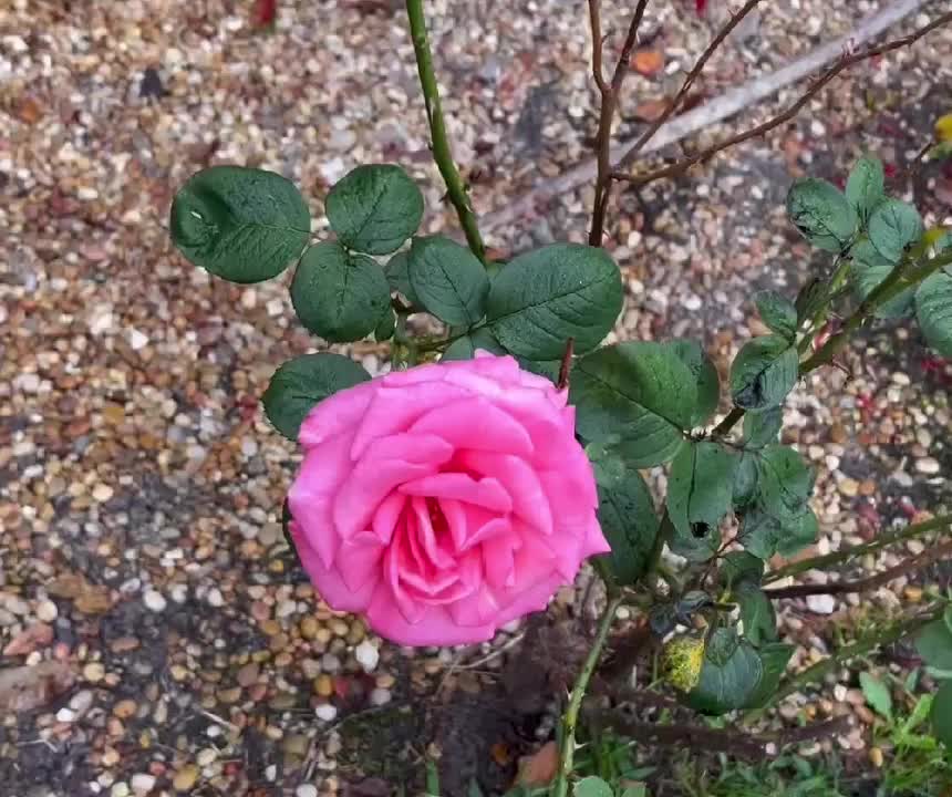 Roses, Perennials, Gift Plants, and Garden Decor - Online ...