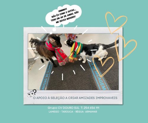 Photo post from clinica_veterinaria_dourosul.