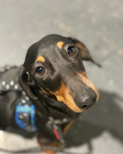 Carousel post from k9playtimedoggydaycare.