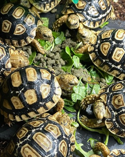 Photo post from carapacecritters.