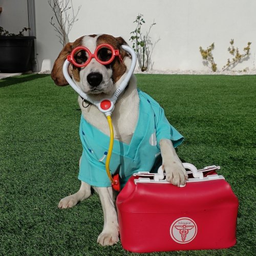 Photo post from clinica_veterinaria_dourosul.