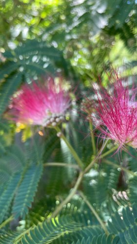 Video post from equianocoffee.