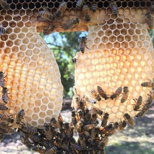 Carousel post from comvita_au.