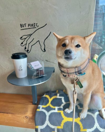 Carousel post from hachi_mameshiba.
