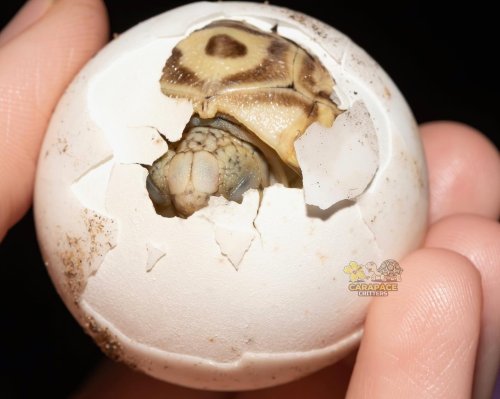 Photo post from carapacecritters.