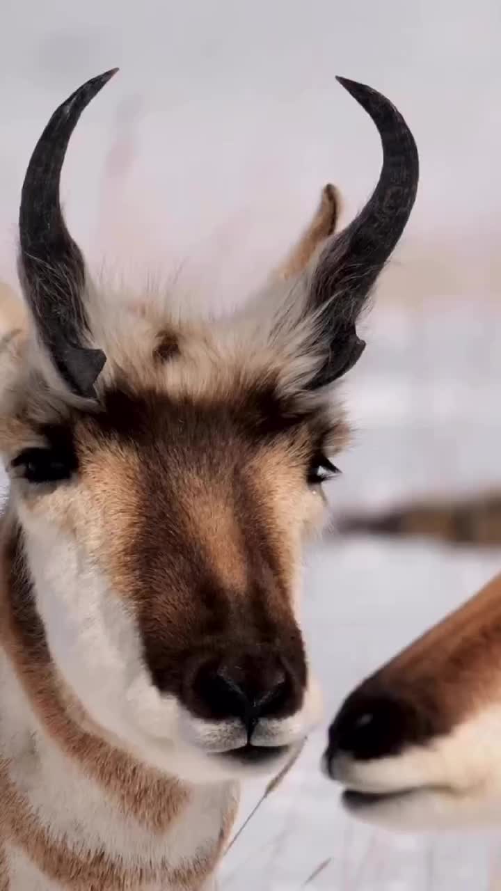 Video post from nwfoutdoors.