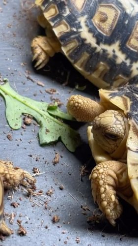 Video post from carapacecritters.