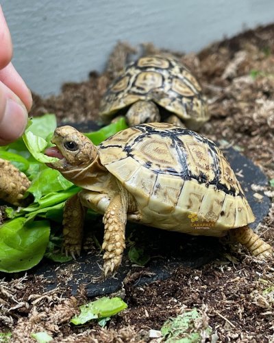 Photo post from carapacecritters.