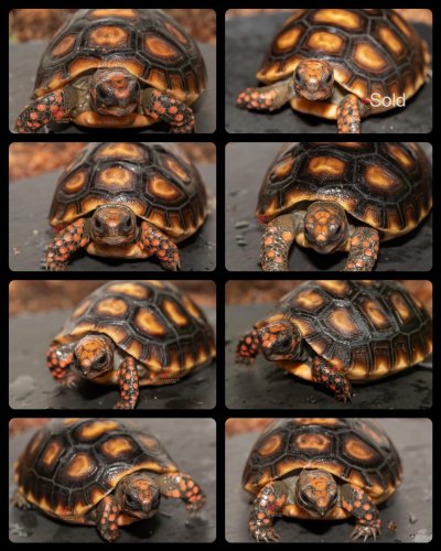 Photo post from carapacecritters.