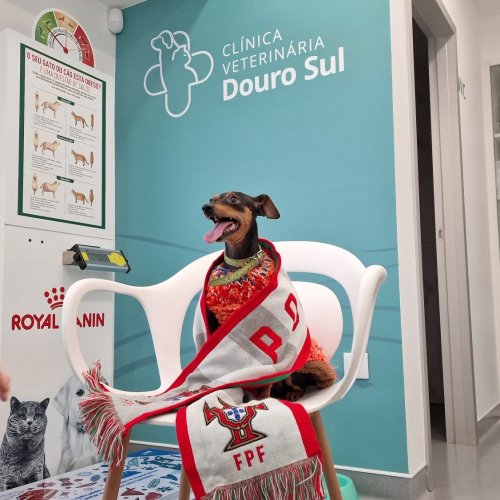 Carousel post from clinica_veterinaria_dourosul.