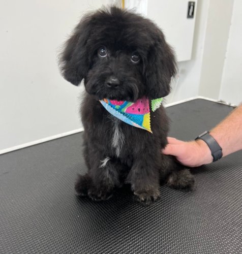 Photo post from k9playtimedoggydaycare.