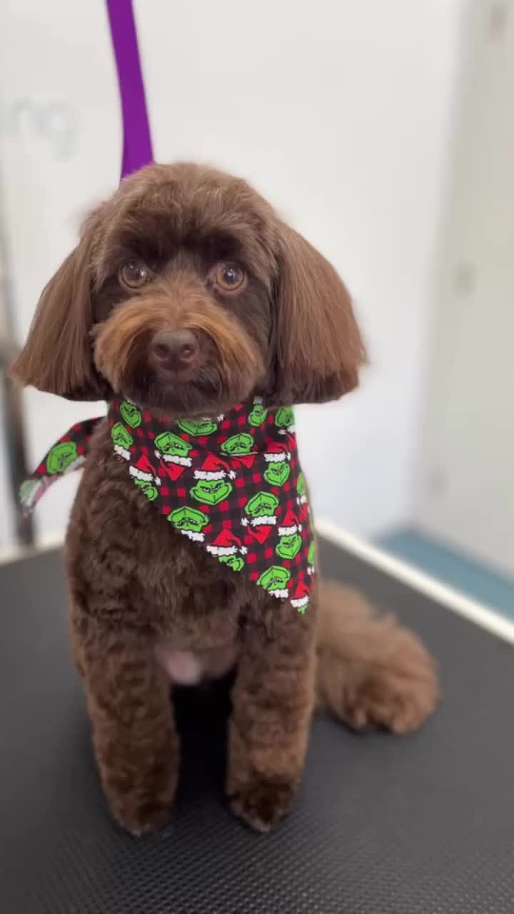 Video post from k9playtimedoggydaycare.