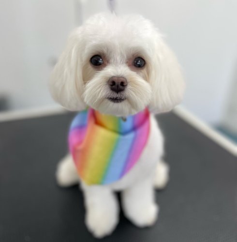 Carousel post from k9playtimedoggydaycare.