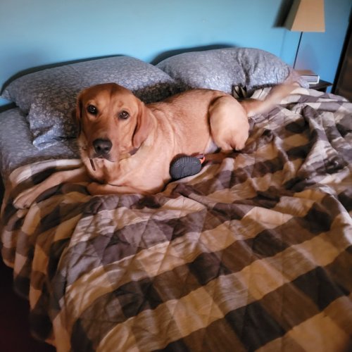 Photo post from reddogguideservice.