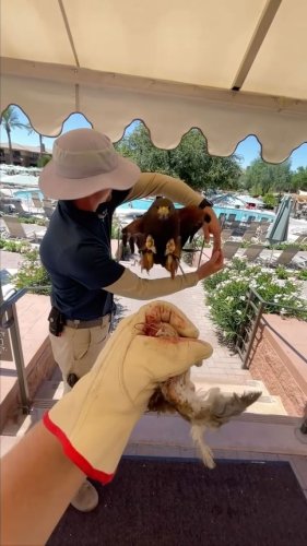 Video post from desertkingsfalconry.
