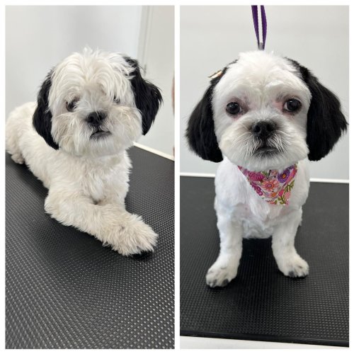 Photo post from k9playtimedoggydaycare.