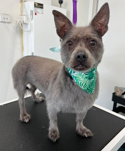 Photo post from k9playtimedoggydaycare.