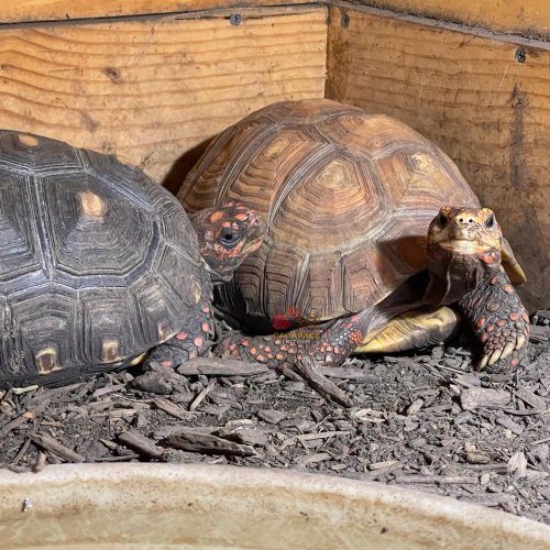 Photo post from carapacecritters.