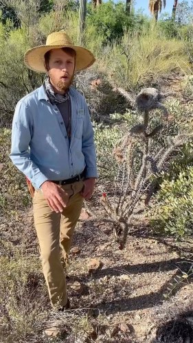 Video post from visittucson.