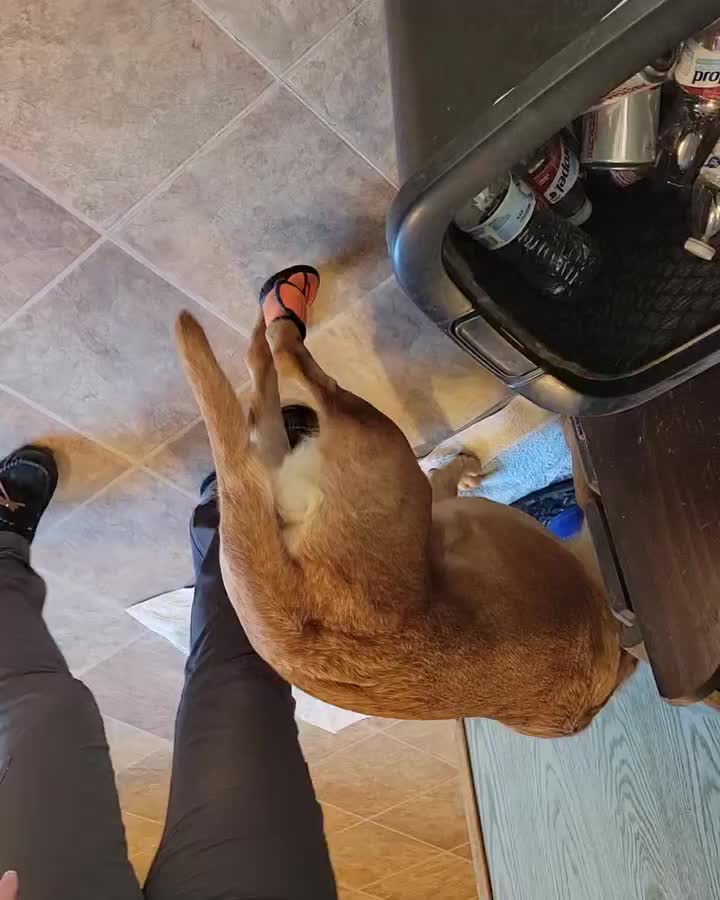 Video post from reddogguideservice.