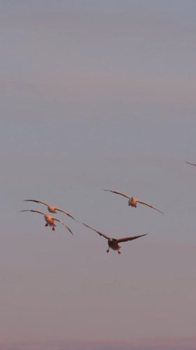 Video post from northernskiesoutfitters.