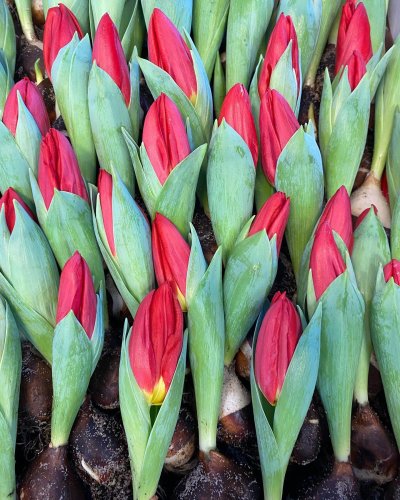 Photo post from blomsterborsen.